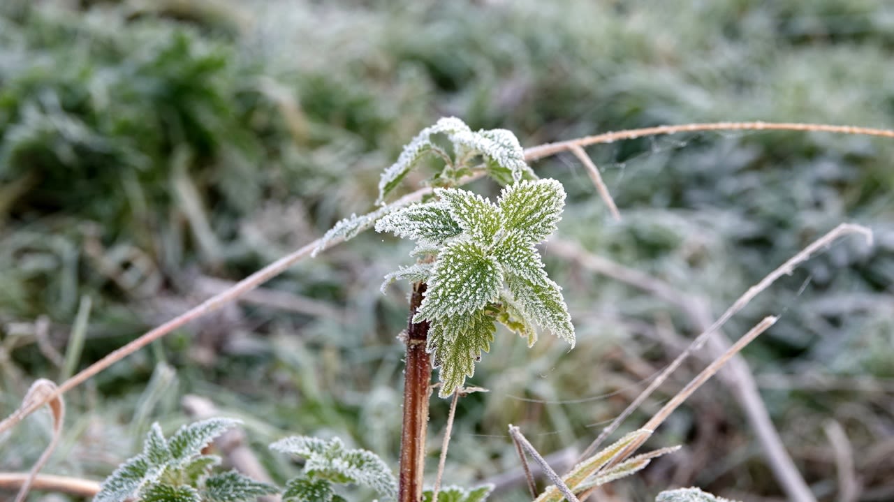 Het heeft vannacht aan de grond gevroren. Foto: Ben Saanen