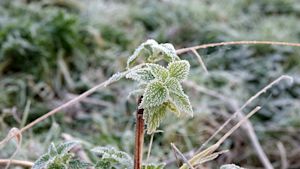 Uitzonderlijke eerste lokale grondvorst