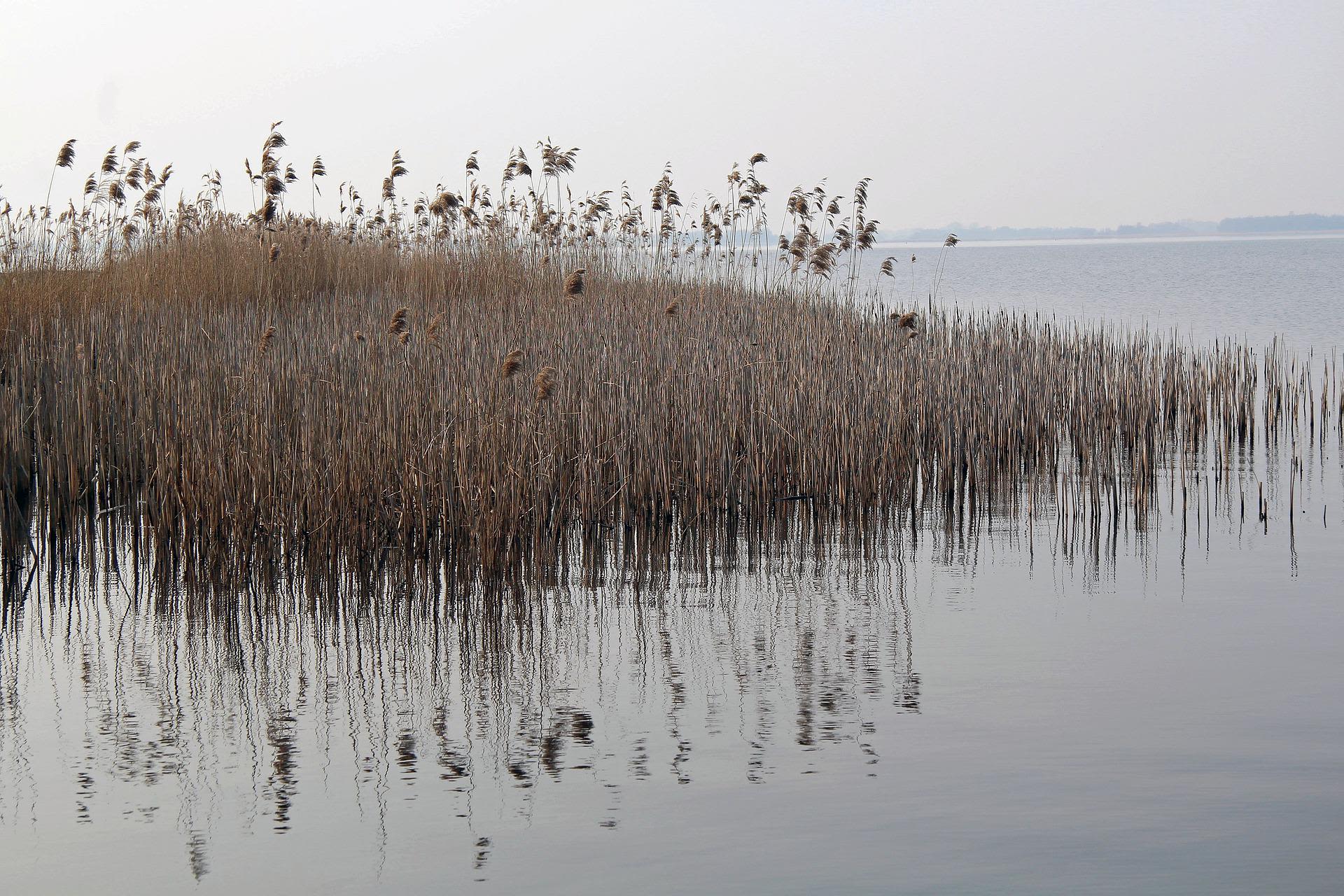 Beeld: LIfotografie via Pixabay