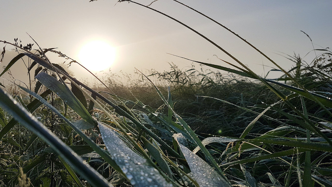 Rijpvorming in plaats van condensatie bij vorst. Foto: Jannes Wiersema.