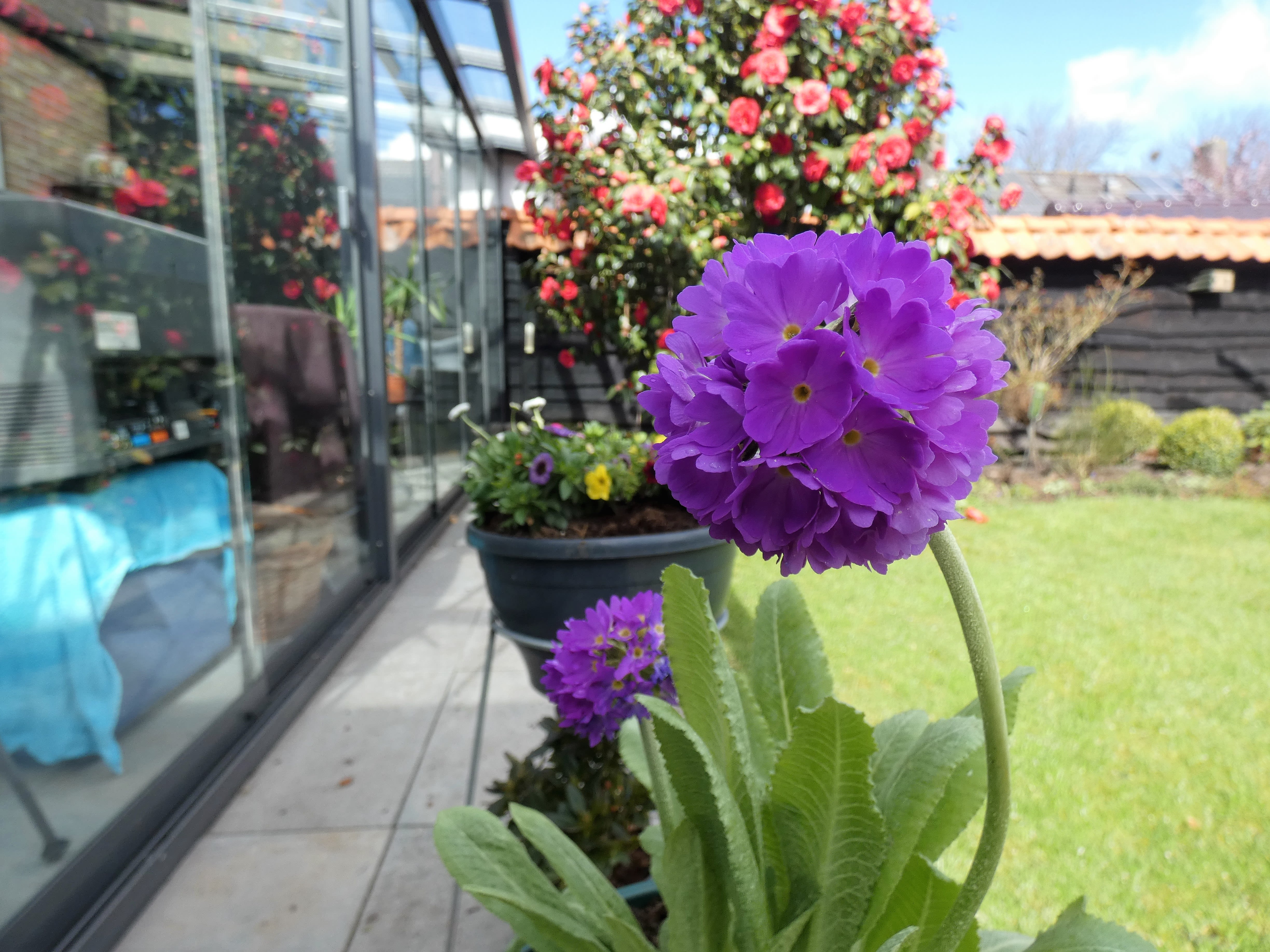 Zomerplanten in bloei in april voor ijsheiligen