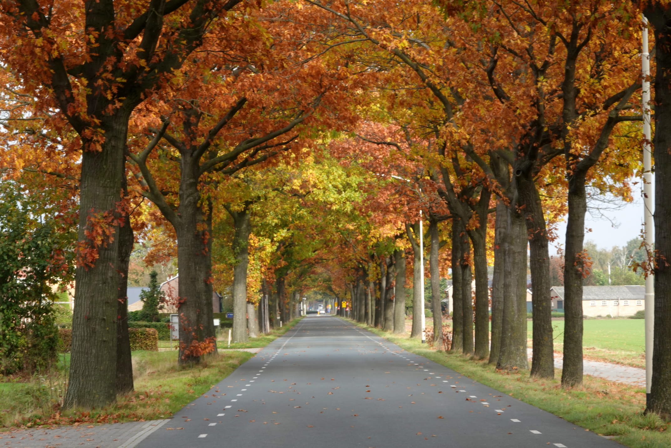 herfstverkleuring