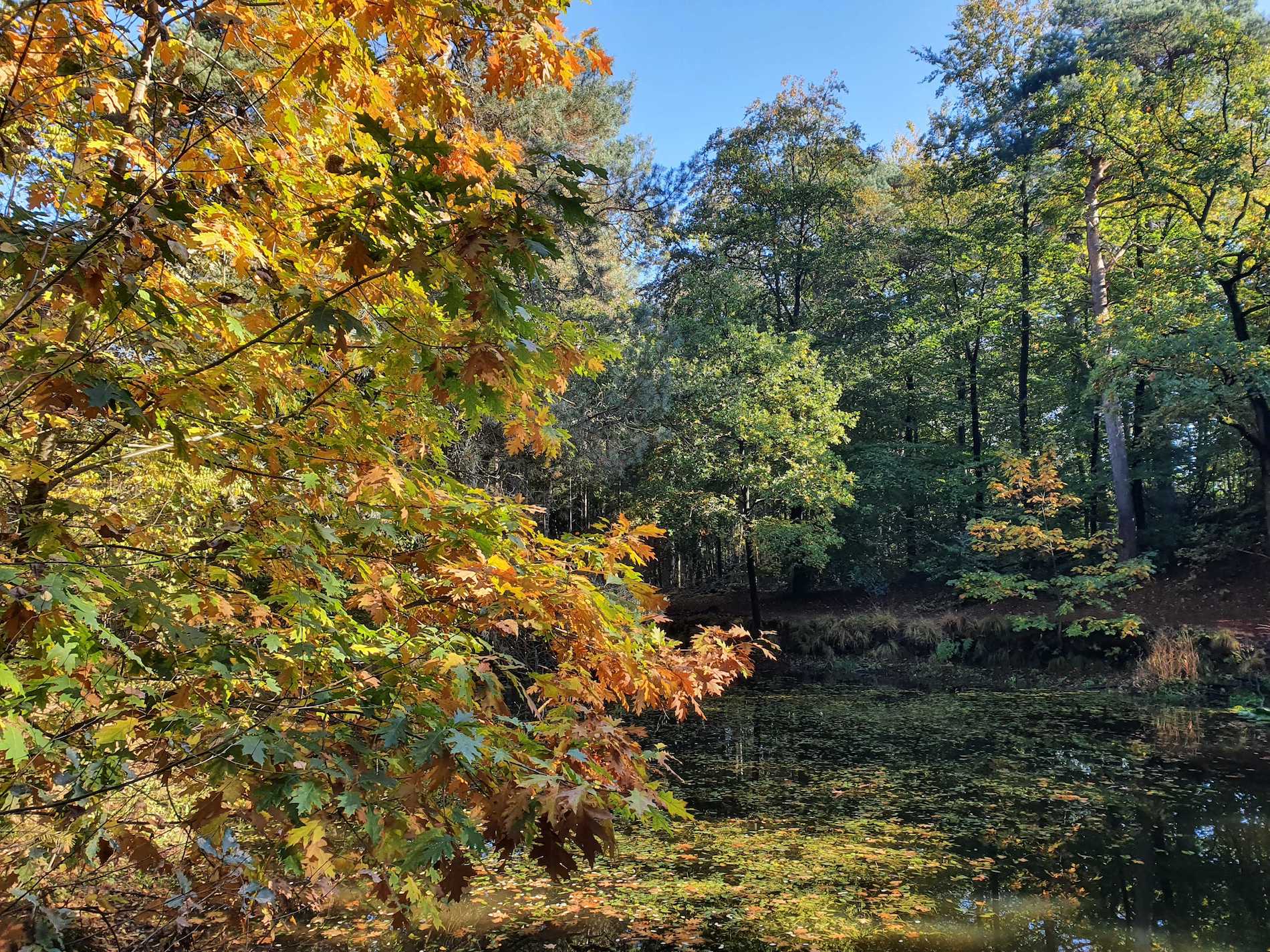 bos, oktober, herfst