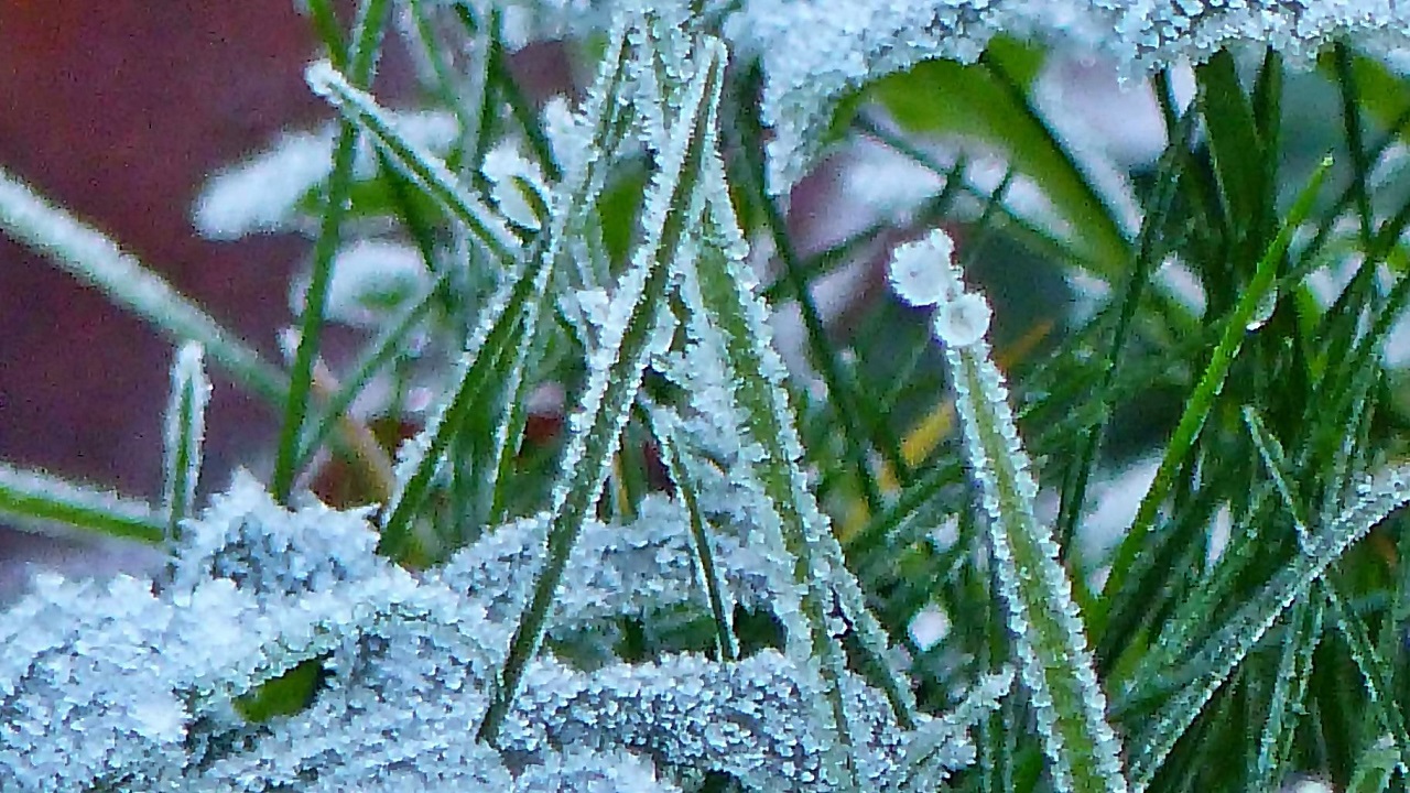 Het heeft vannacht voor het eerst dit najaar gevroren. Foto: Ria Luttikhold