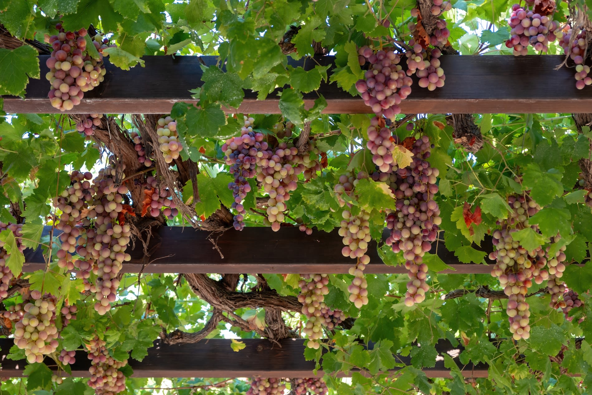 Dichtbegroeide pergola, druiven. Foto: Adobe Stock / Rawf8