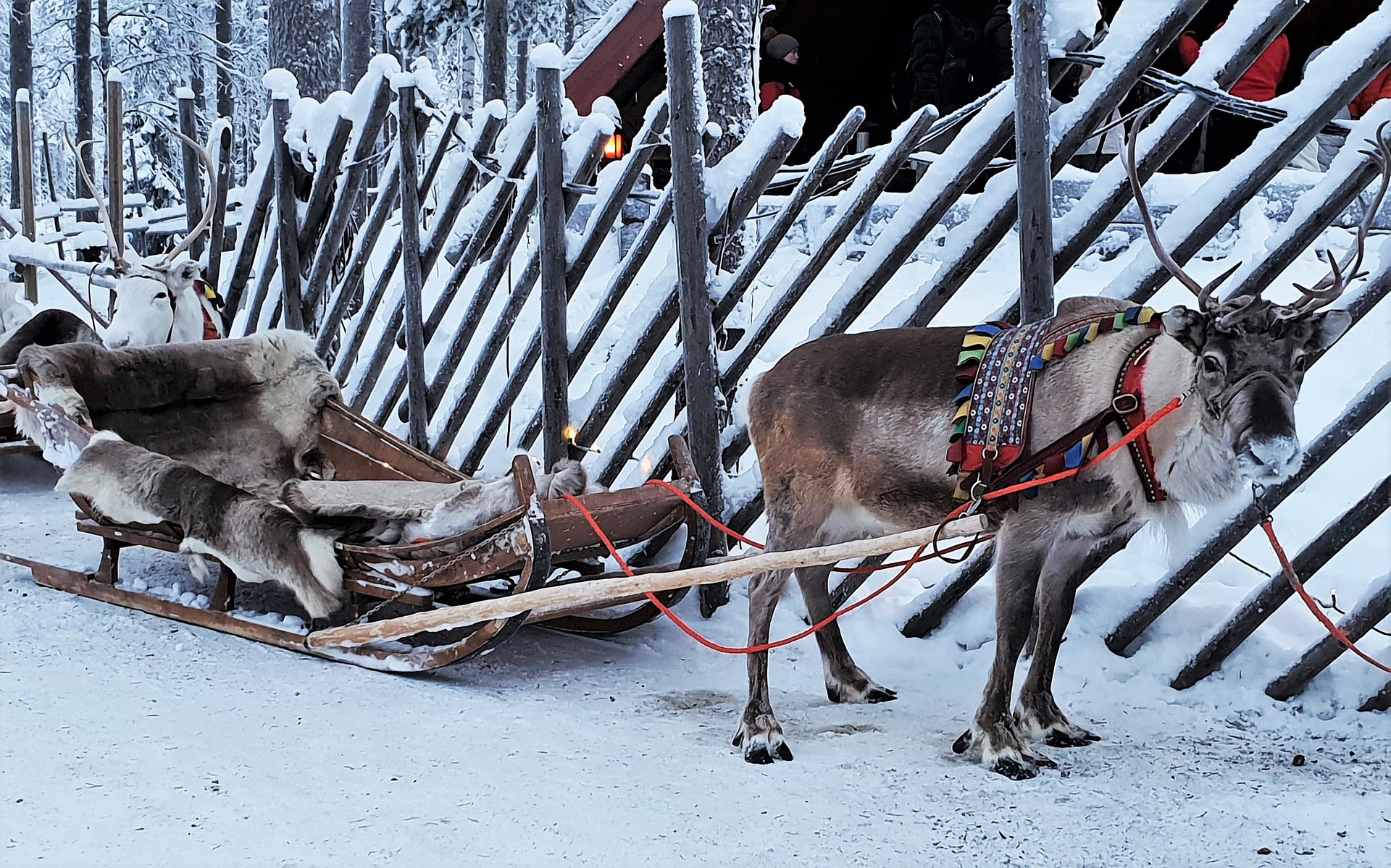 rendier safari Lapland