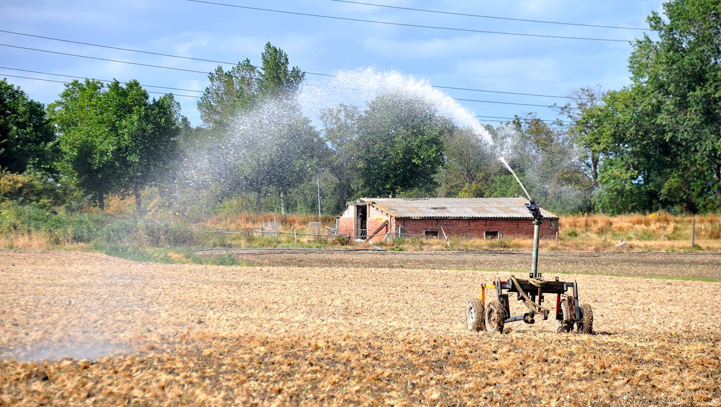 Door de aanhoudende droogte is beregenen noodzakelijk. Foto: Adri Joosse