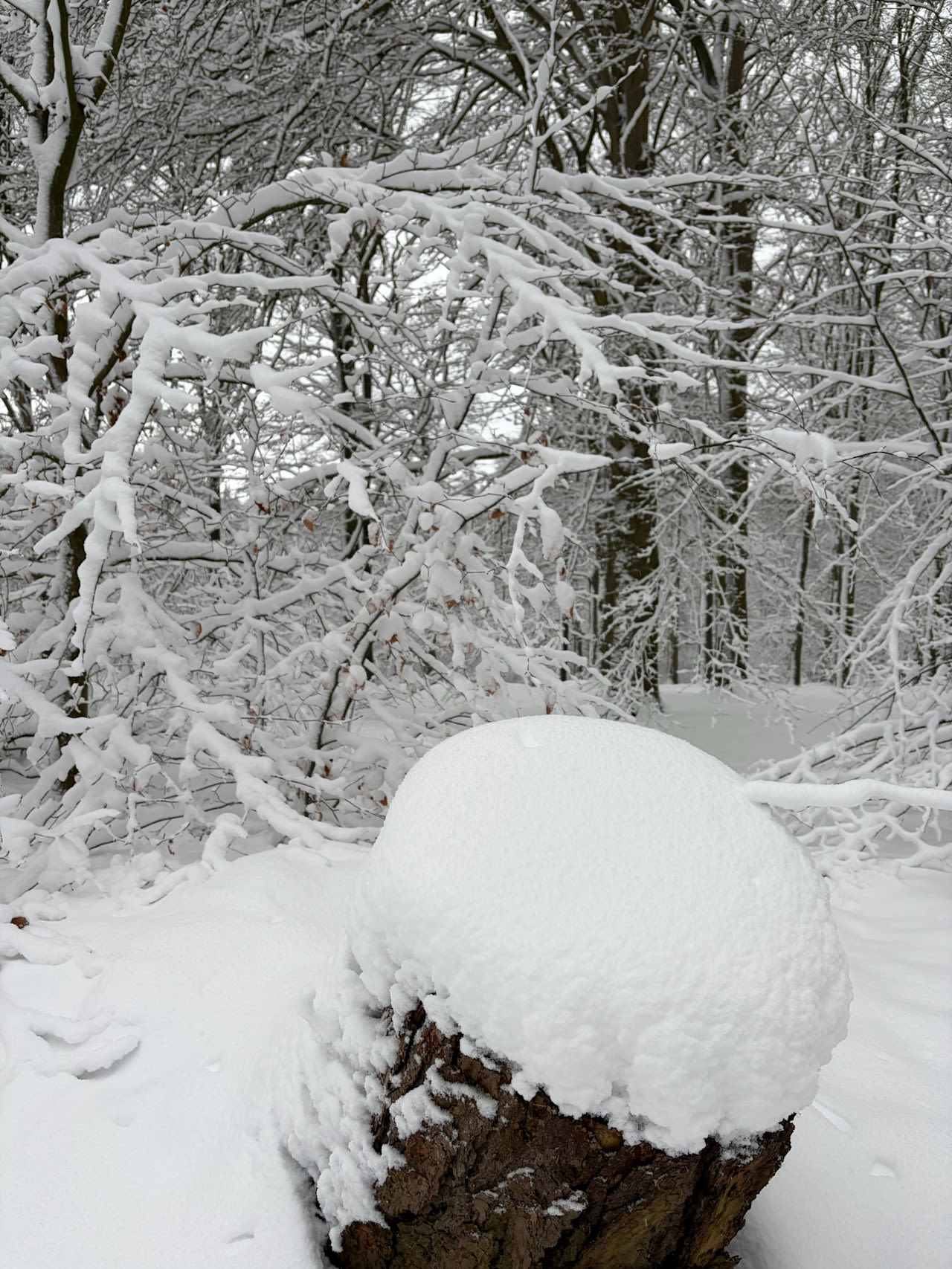 Ruim 30 cm sneeuw op de Amerongse Berg. Foto: Berend van Straaten.