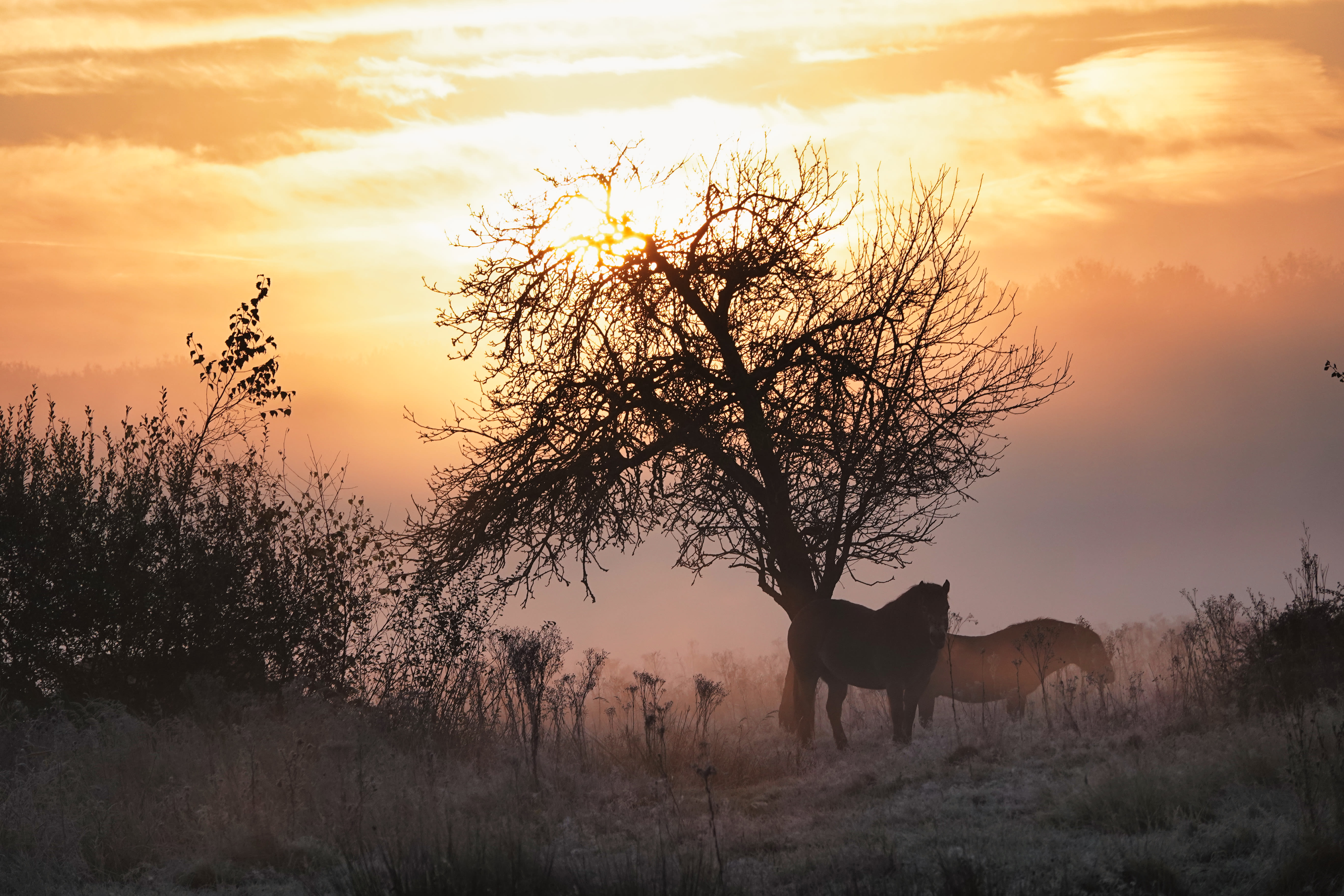 In de ochtenden kan het erg mistig zijn. Foto: Josine Janssen