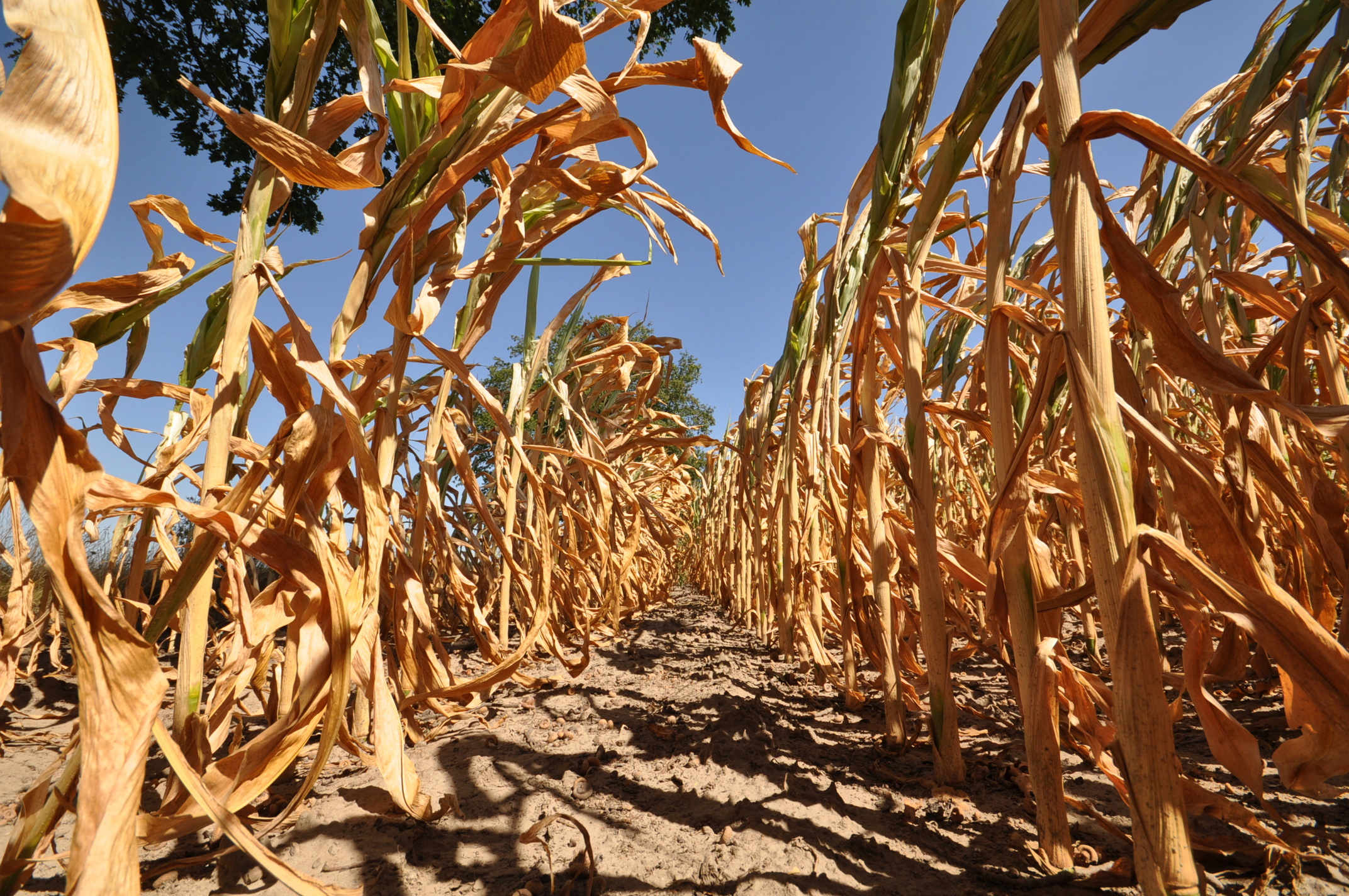 1,5 graad opwarming is zeer waarschijnlijk. Foto: Ben Saanen