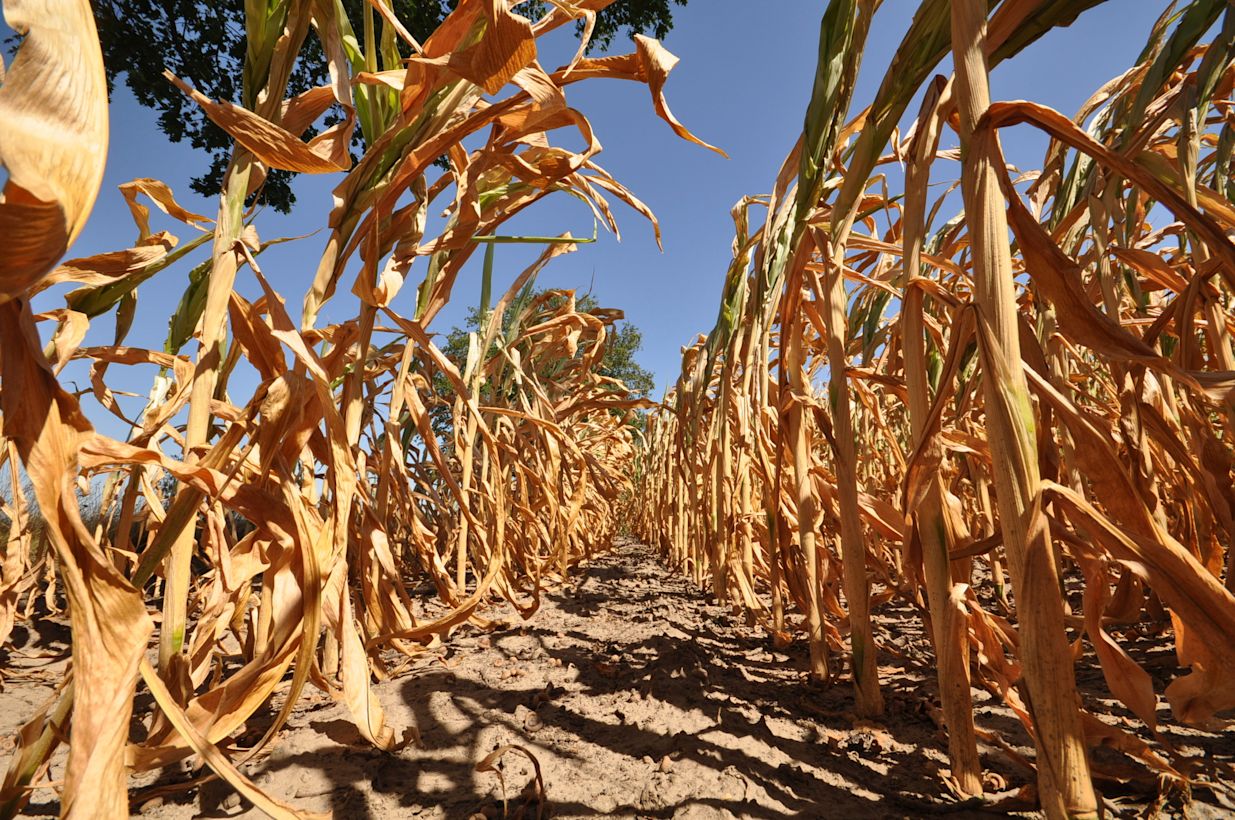 1,5 graad opwarming is zeer waarschijnlijk. Foto: Ben Saanen