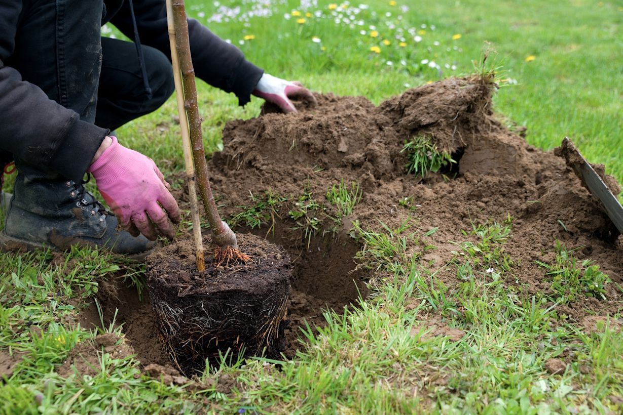 Aanplanten van een boom. Foto: Adobe Stock / VRD