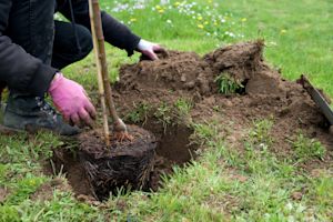 Aanplanten van bomen en struiken, dit is de beste tijd