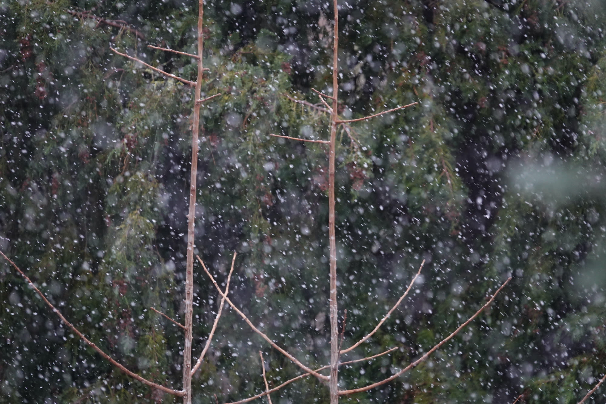 Sneeuwvlokken en groene naaldbomen