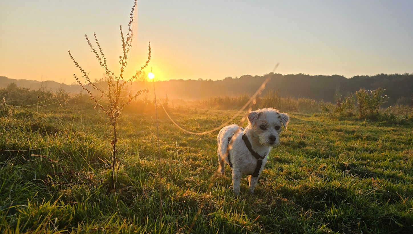 Wat hebben de Hondsdagen met honden te maken? Foto: Ton de Brabander.