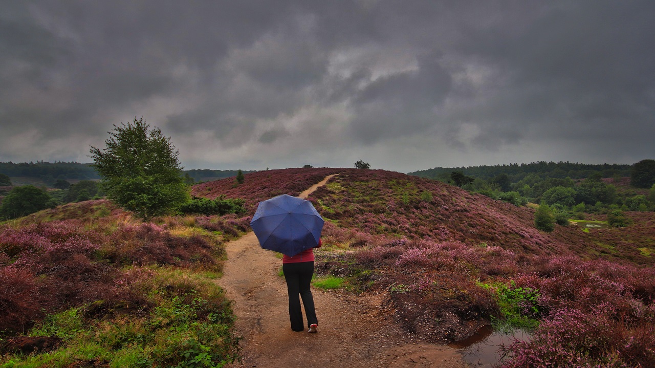 De heide staat weer in bloei op deze koude 6 augustus 2023. Foto: Hans van Loenen