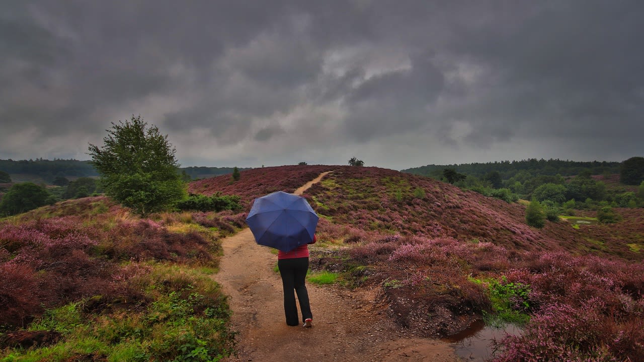 De heide staat weer in bloei op deze koude 6 augustus 2023. Foto: Hans van Loenen
