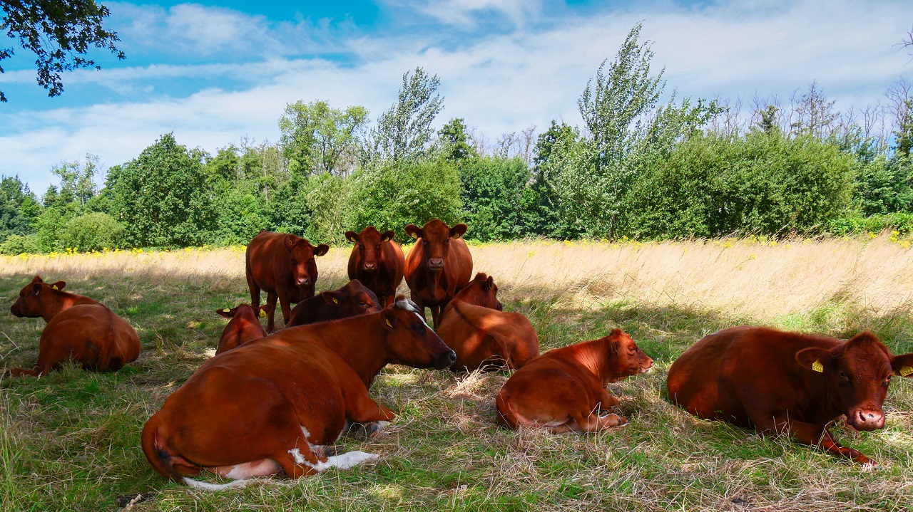 Koeien zoeken de schaduw op tijdens zomerse warmte. Foto: Jos Hebben