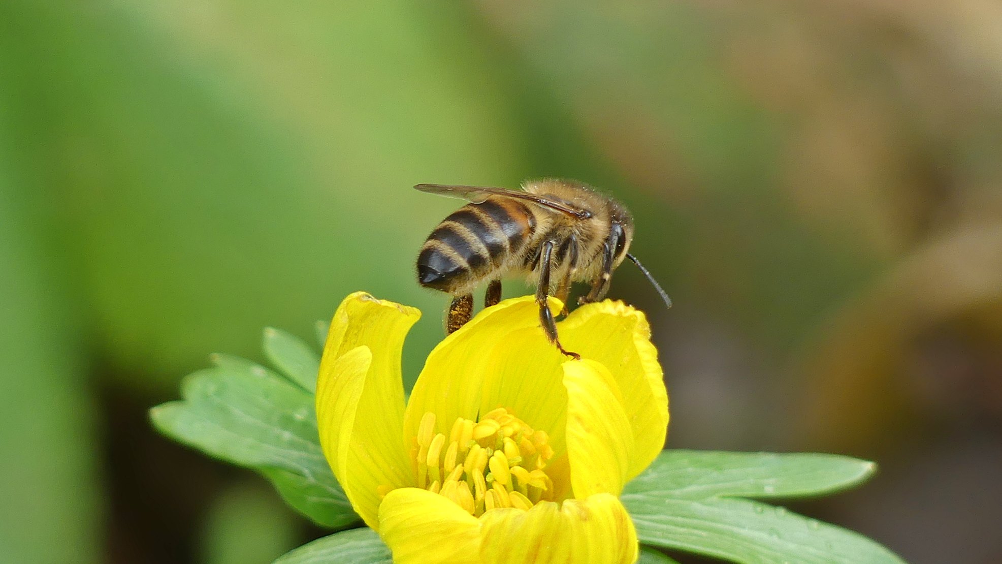 De honingbij is al actief op deze zachte februaridag. Foto: Ria Luttikhold