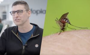 Krijgen we veel muggen dit jaar?