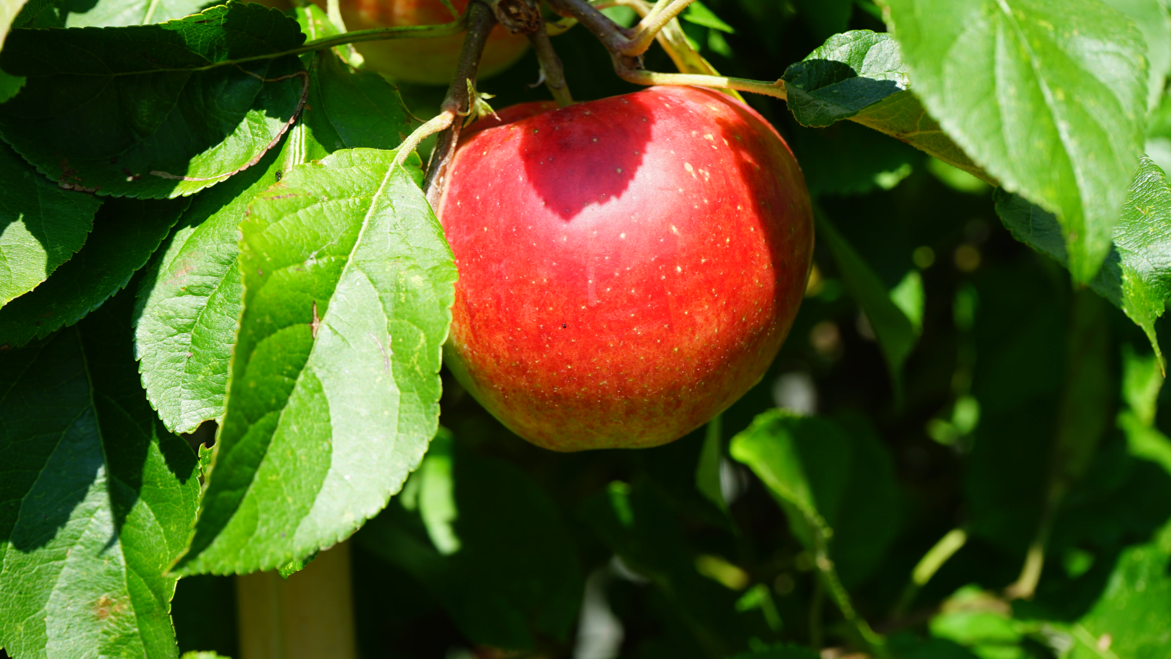 Appel die geplukt kan worden in september. Foto: Toon Boons