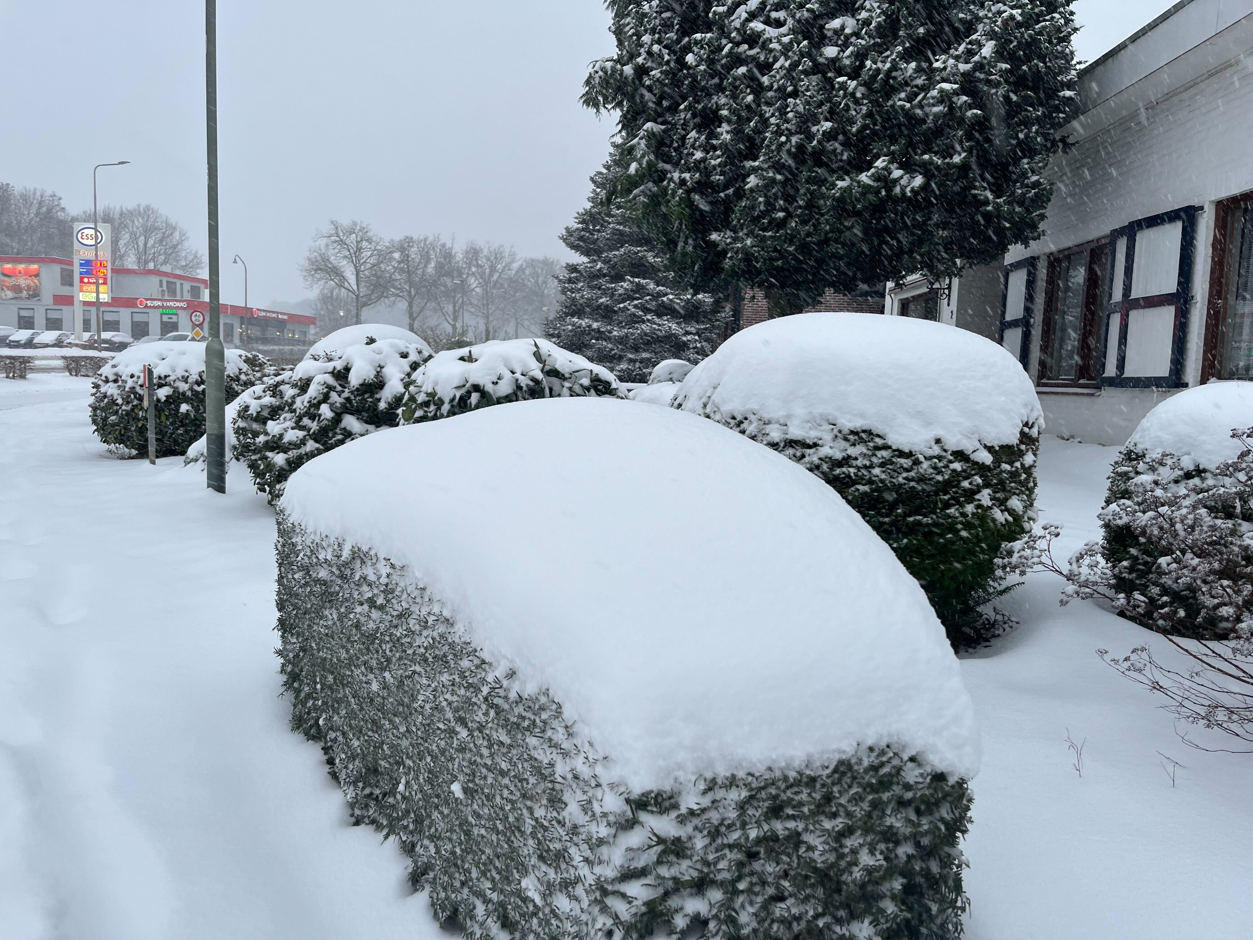 There is also a lot of snow on hedges.  Photo: Berend van Straaten.