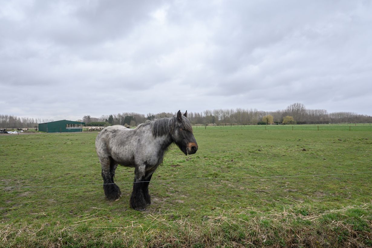 paard, rustig weer lente, bewolkt.
Foto: Marc van Wezemael