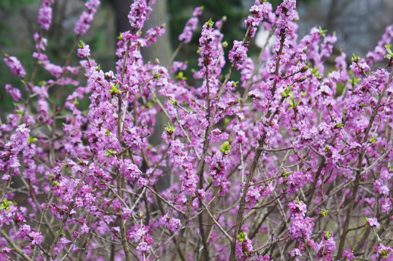 Het peperboompje zorgt voor veel kleur in je tuin. Foto: Adobe Stock / skymoon13