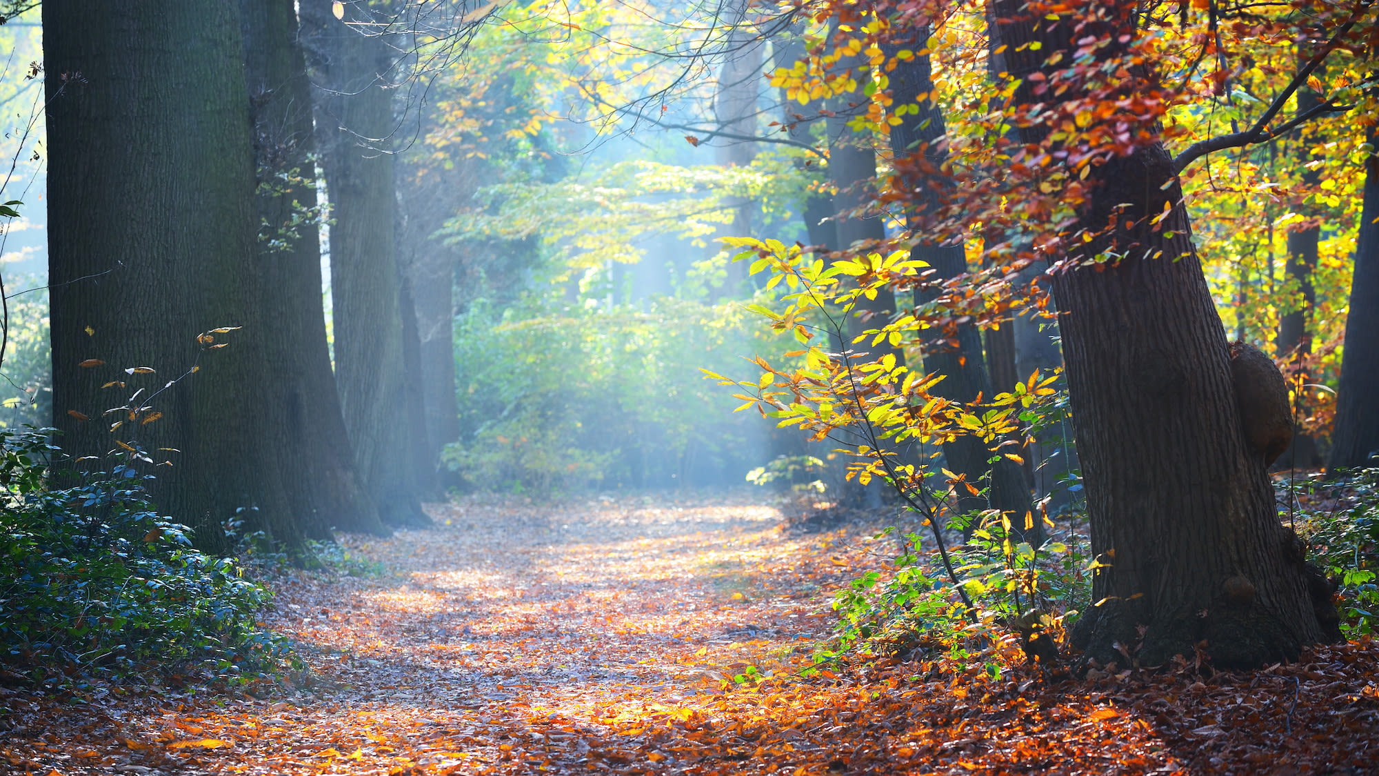 Rustig najaarsweer met zon en nevel in bos met vallende bladeren. Foto: AdobeStock / Alex Stemmers.