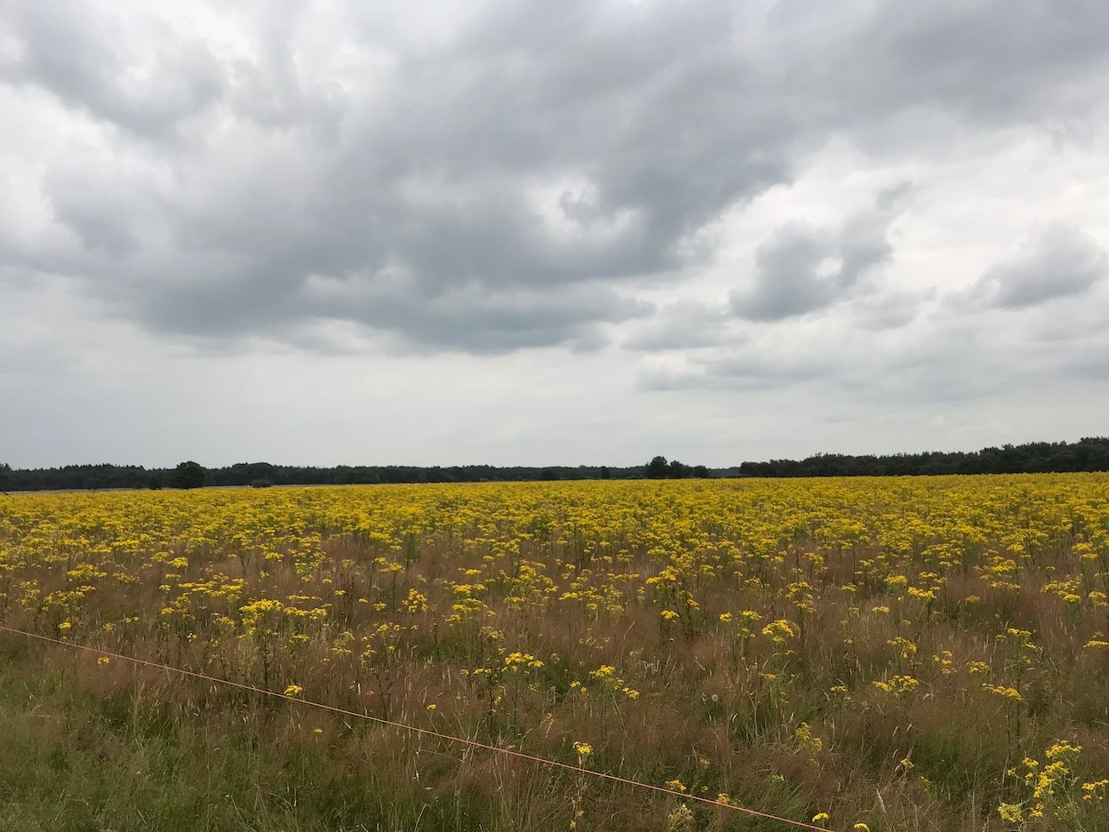 Foto Anneke Koole-Schreuder veel wolkenvelden