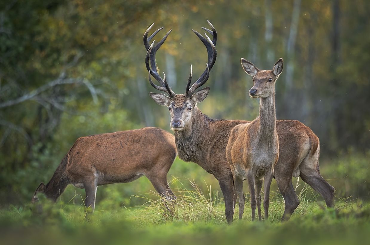 Edelherten in het bos. Foto: Adobe Stock / Piotr Krzeslak.