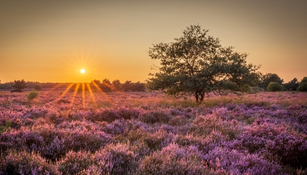 De heide bij Tilburg. Foto: Dorien Boekema.
