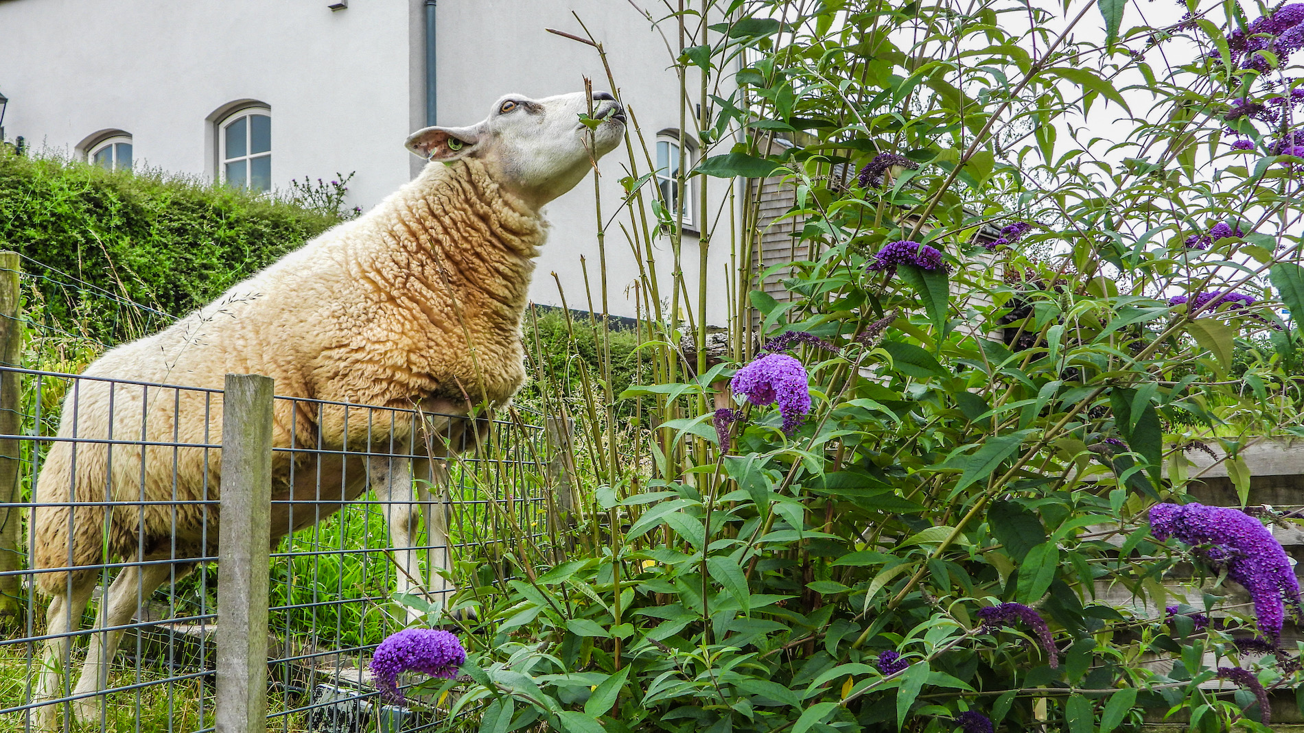 Schaap eet blaadje uit de tuin. Foto: Trudy Fortuijn - van Es