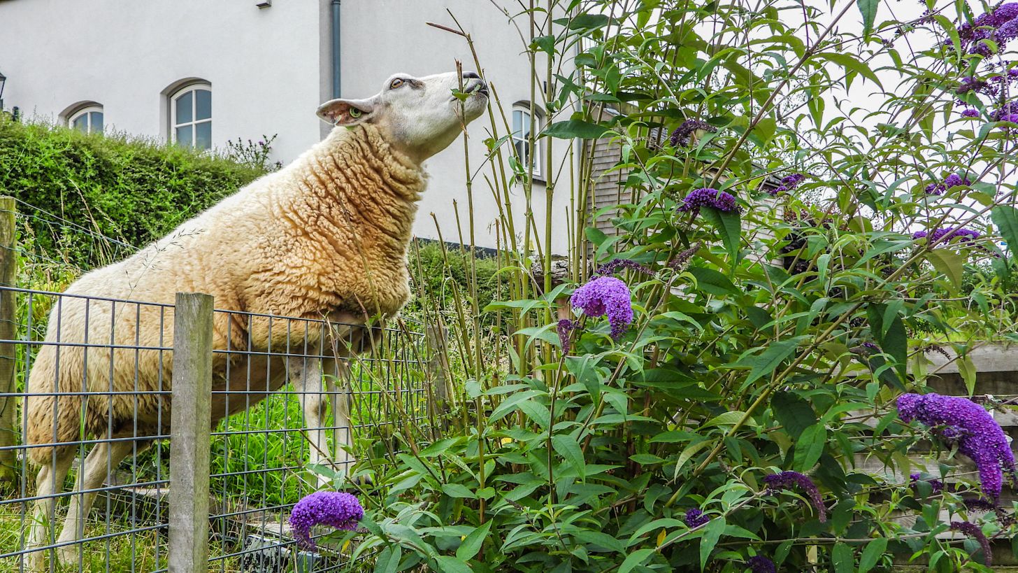 Schaap eet blaadje uit de tuin. Foto: Trudy Fortuijn - van Es
