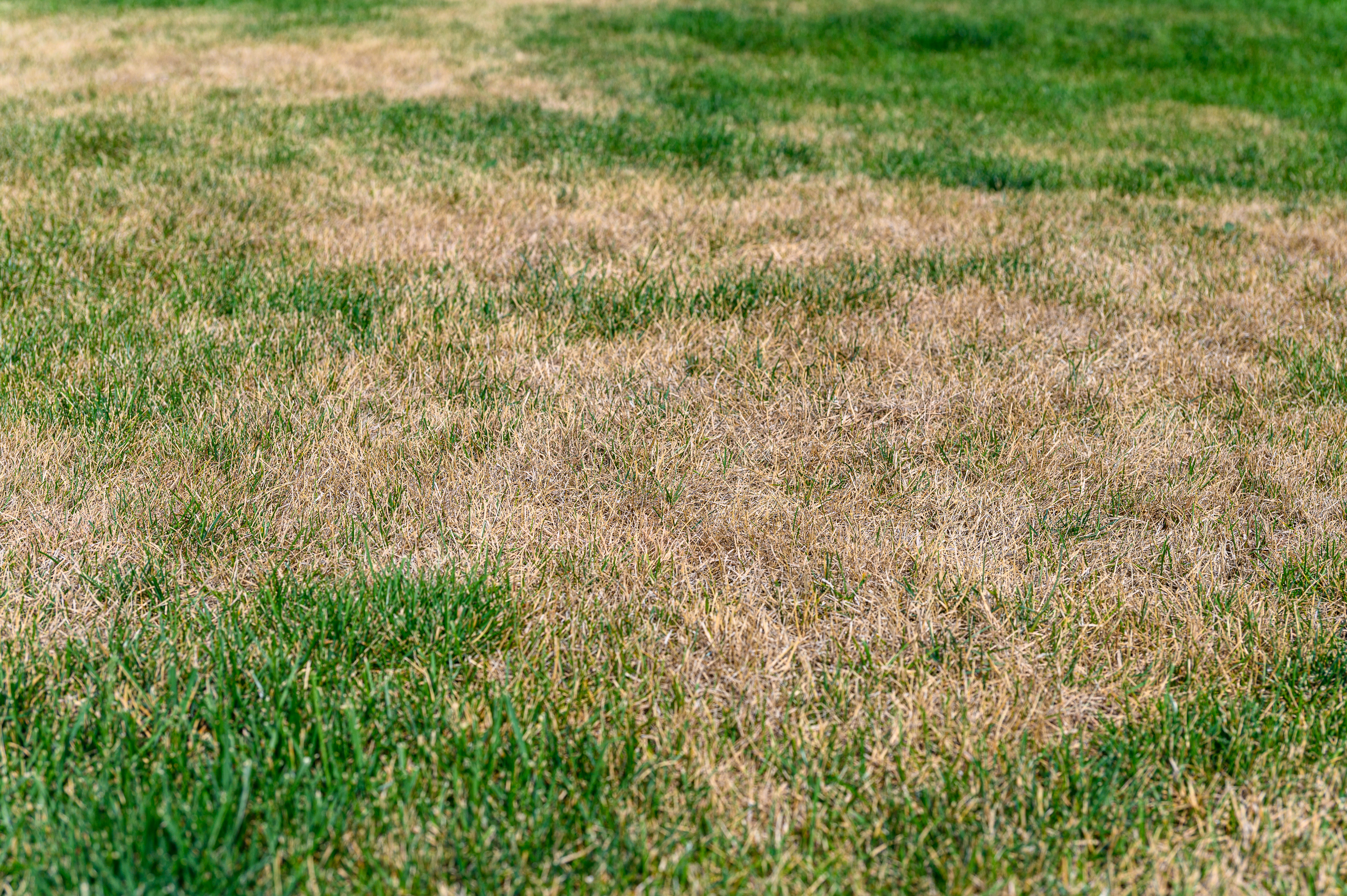 Door sommige schimmels sterft gras af. Foto: Adobe Stock / o_lypa.
