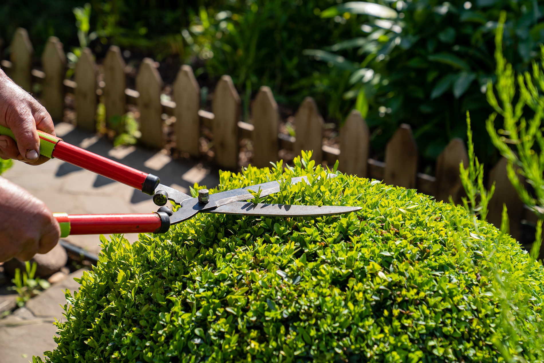 Snoeiadvies: het snoeien van de buxus