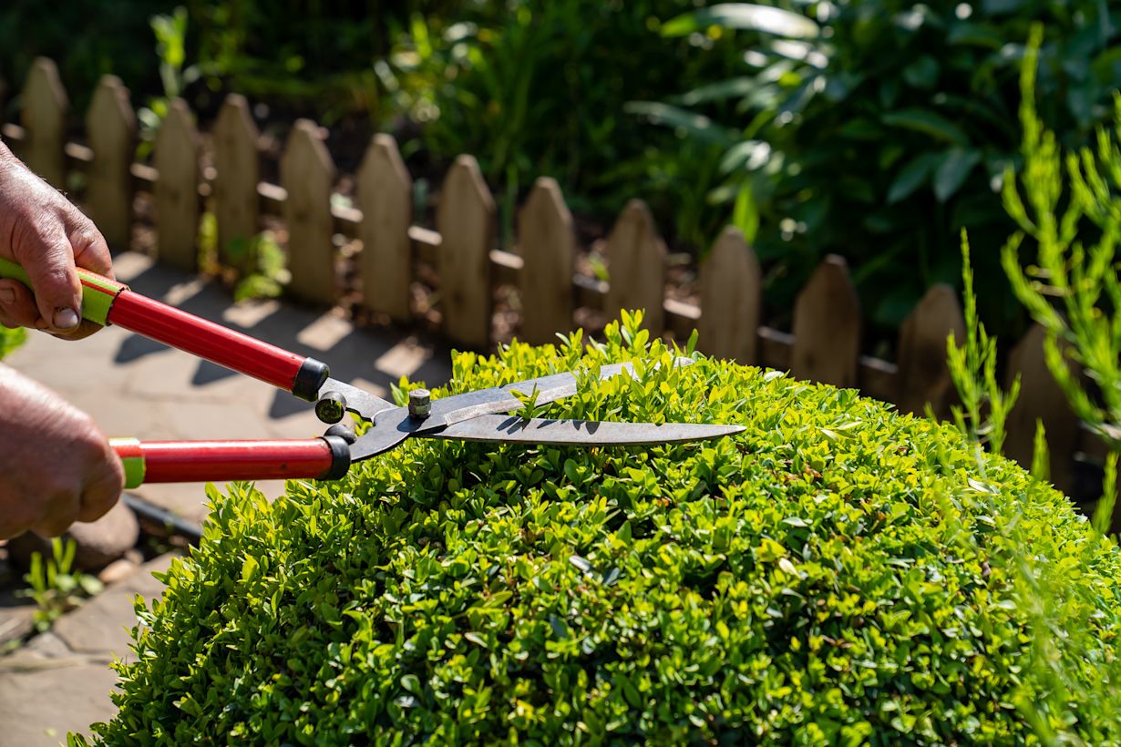 Het snoeien van een buxus. Foto: Adobe Stock / Andrey