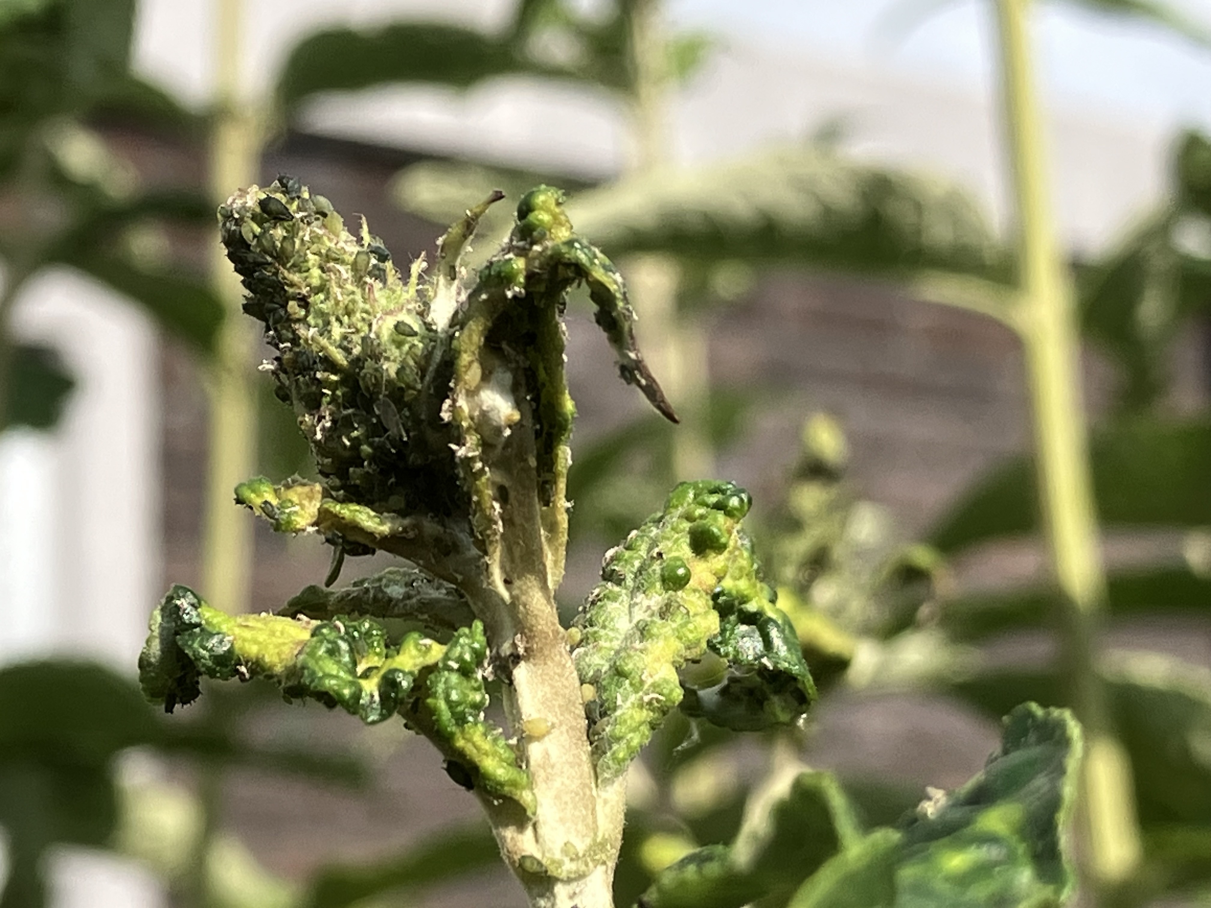 Dit is de relatie tussen het weer en bladluizen in je tuin