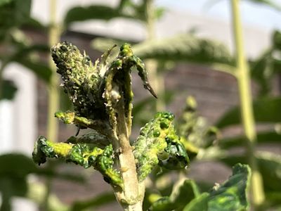 Dit is de relatie tussen het weer en bladluizen in je tuin