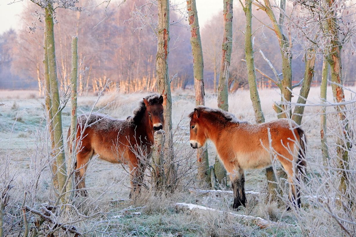 Eindelijk weer vorst. Foto: Ben Saanen