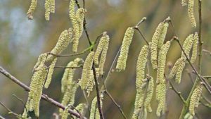 Nu al kans op hooikoorts