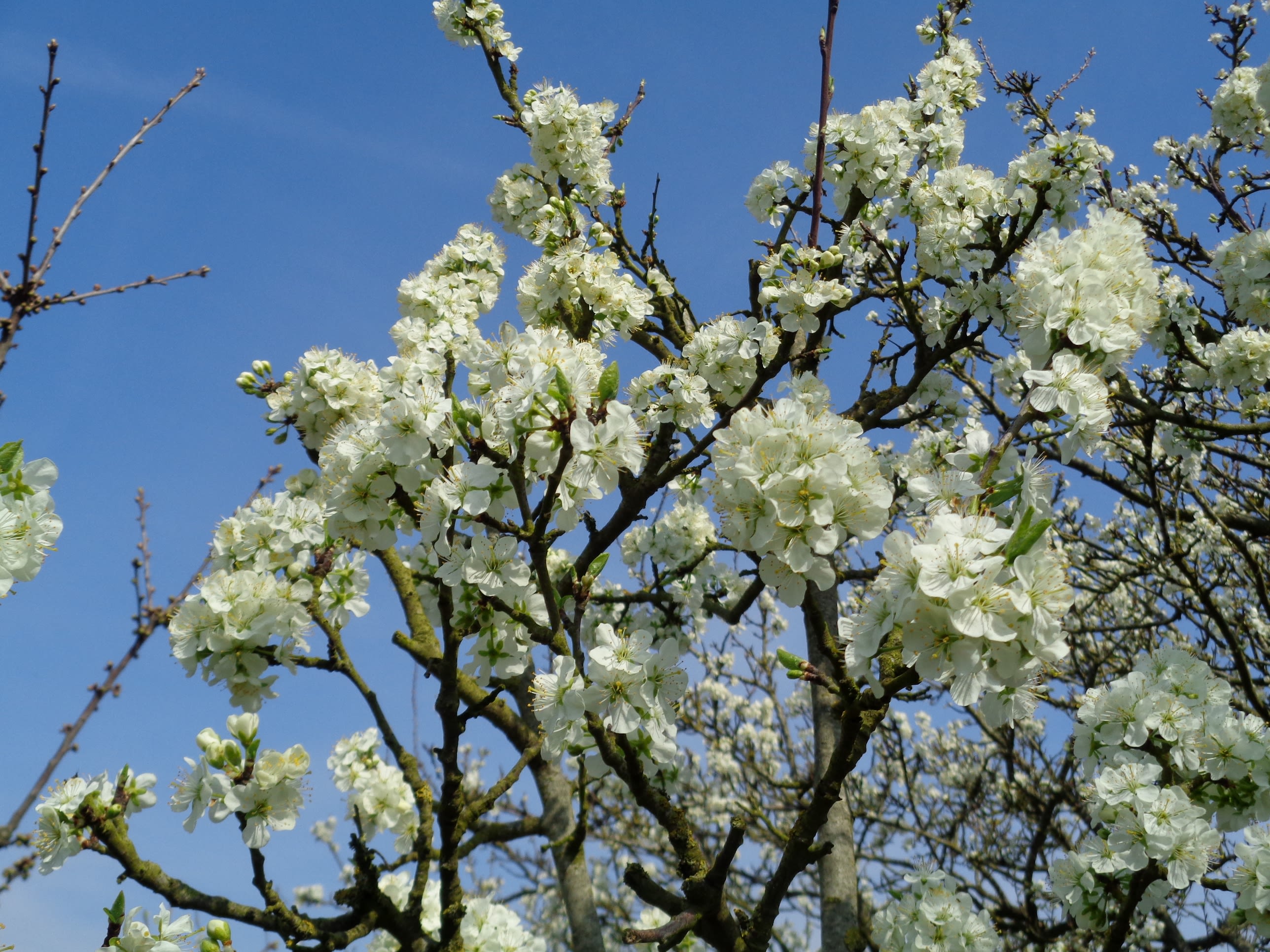 Pruimenboom met witte bloesem. Foto: Piet Grim 