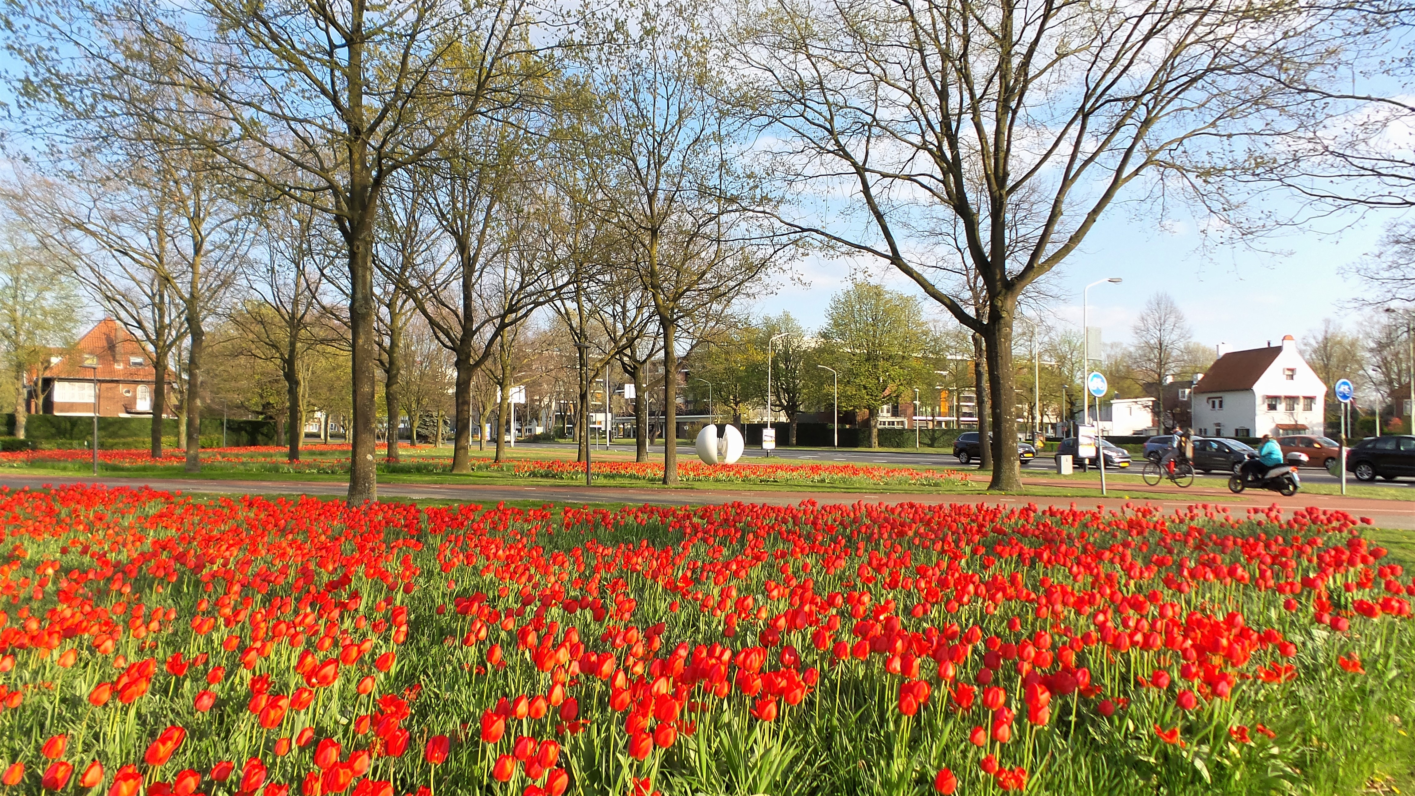 tulpen, voorjaar, 
Foto: Henk Voermans