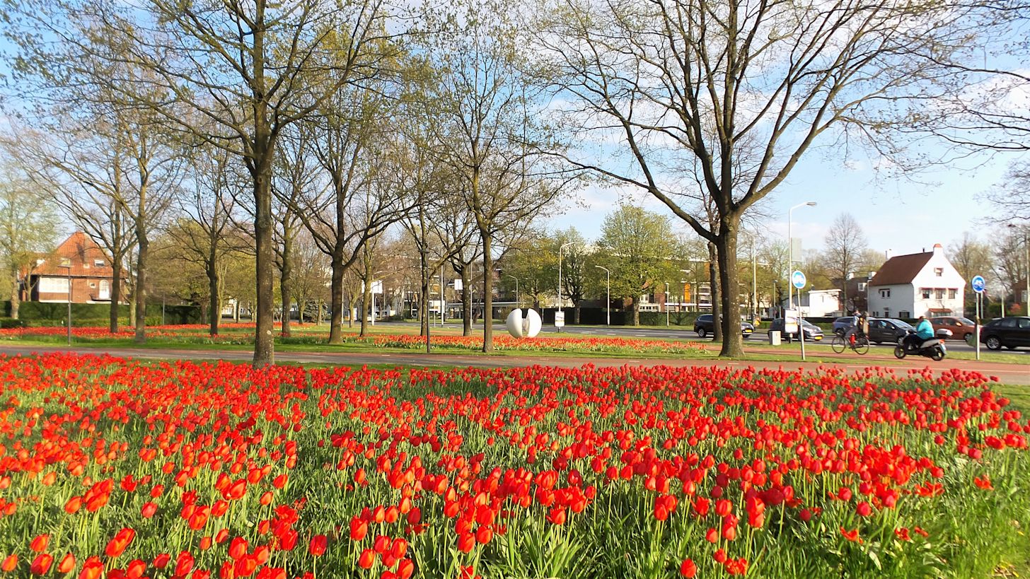 tulpen, voorjaar,
Foto: Henk Voermans