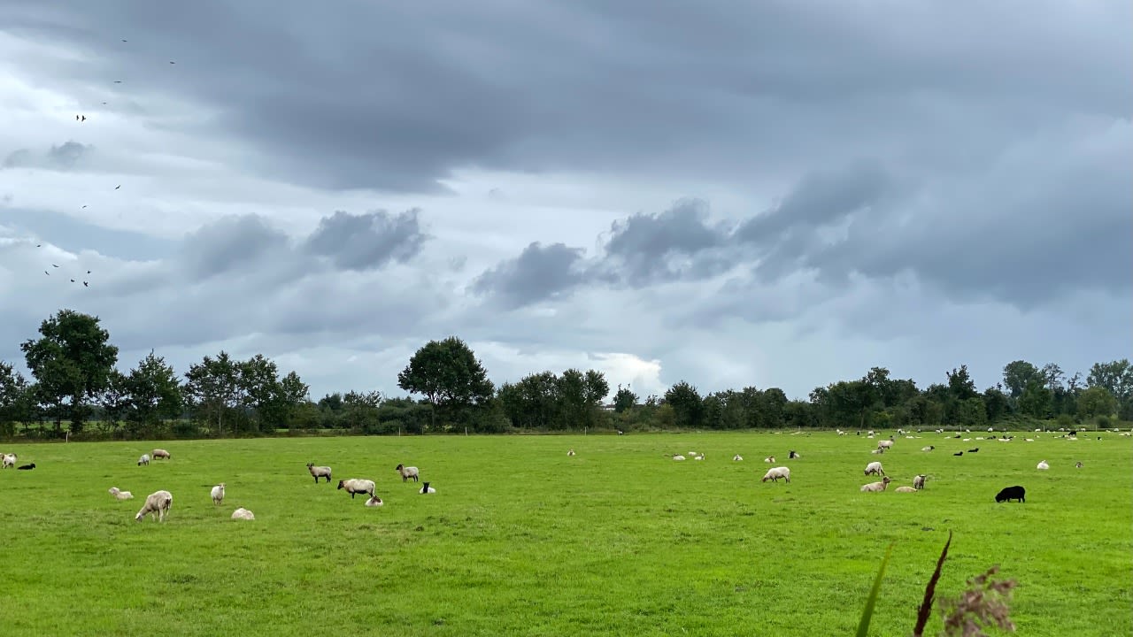 Buien zorgen voor verlichting van de droogte. Foto: Lammie van Elp