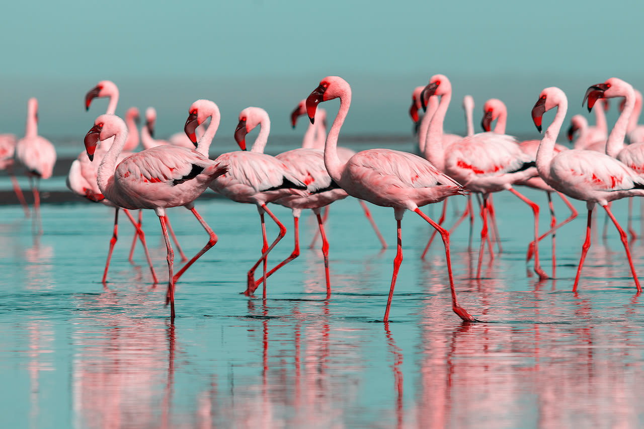 Flamingo. Foto: Adobe Stock / Yuliia Lakeienko