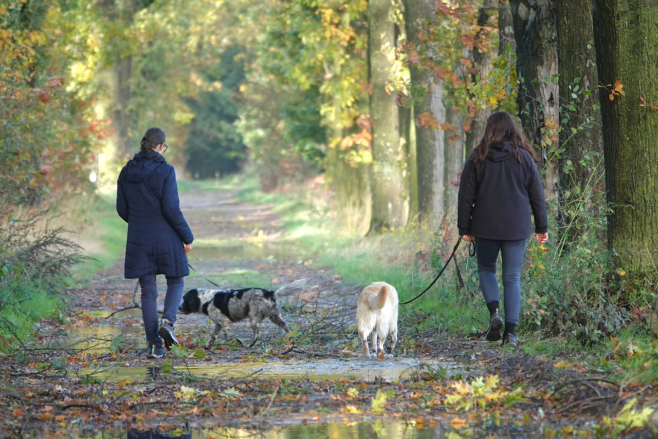 Wandelen in de herfst. Foto: Marlies Veugelers