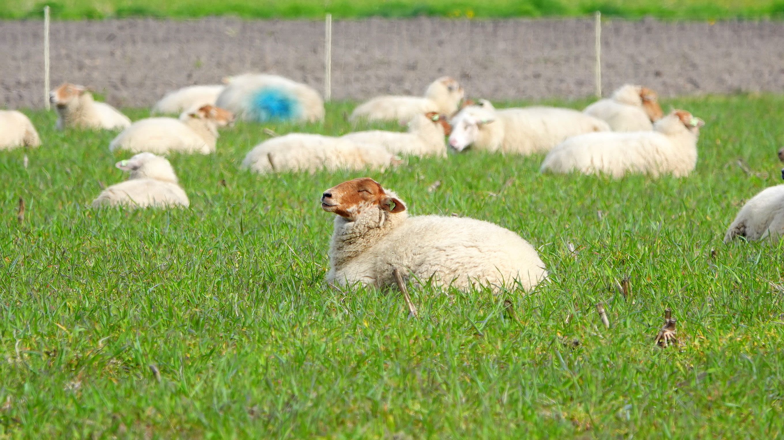 Dit schaap heeft genoten van het zachte en zonnige weer. Foto: Ben Saanen