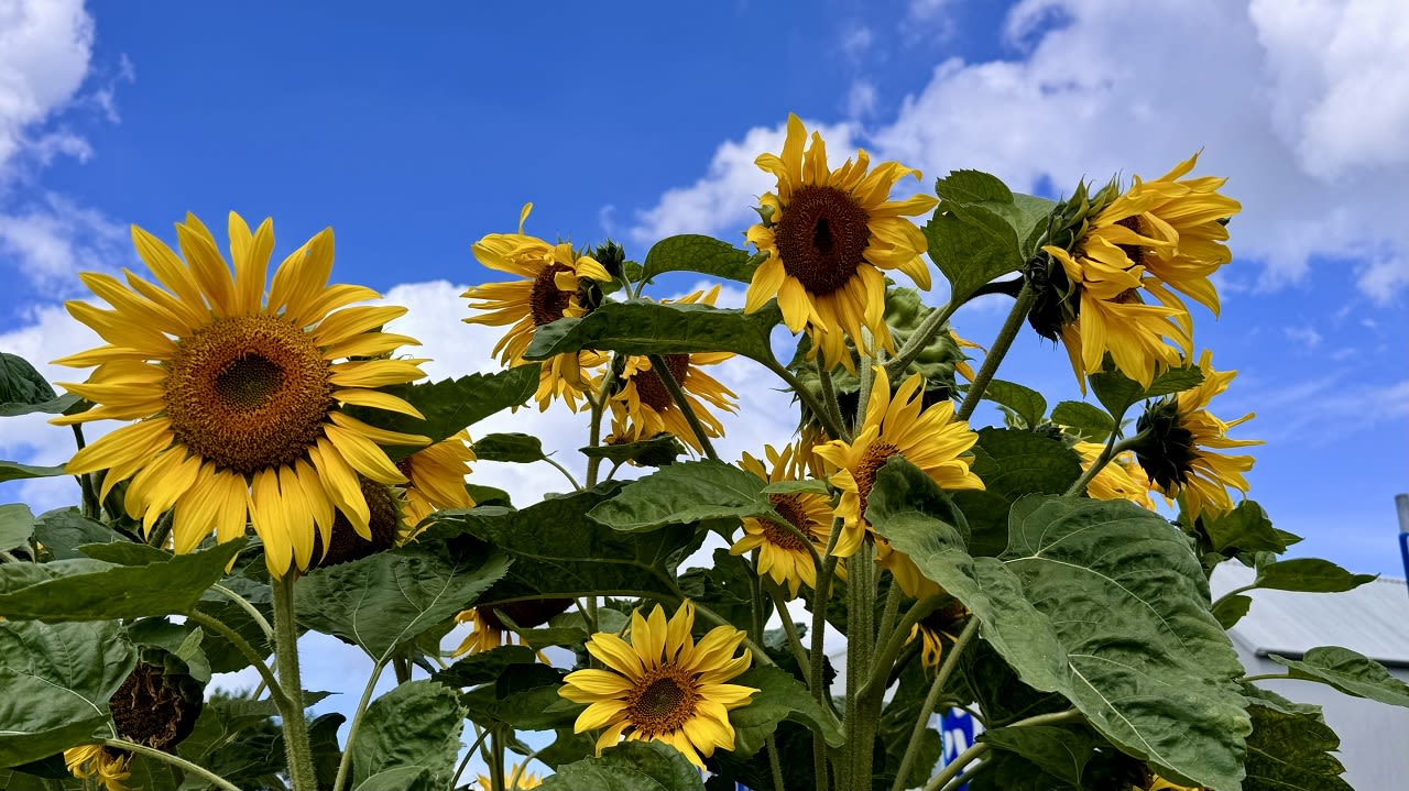 De zonnebloemen staat in volle bloei. Foto: Jolanda Bakker