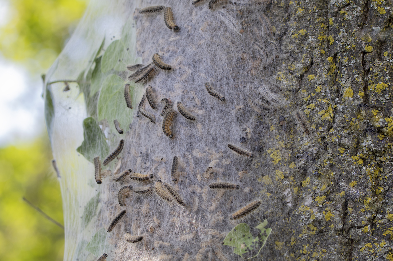 Nest van de eikenprocessierups op een boomstam. Foto: Adobe Stock / Ronny.